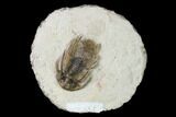 Bargain, Spiny Kolihapeltis Trilobite - Rare Species #161098-5